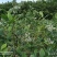 现货鲁山优质蓝莓