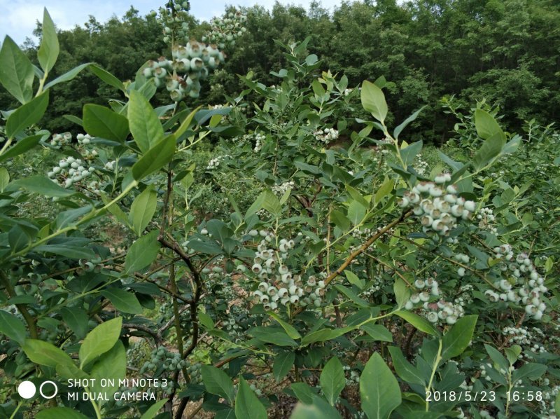 现货鲁山优质蓝莓