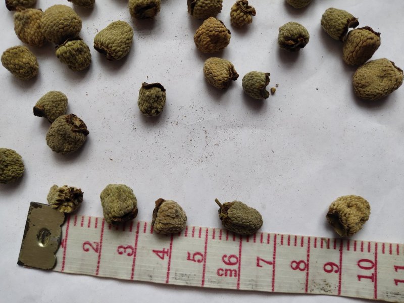 覆盆子1000克批发零售支持混批量大中药材批发