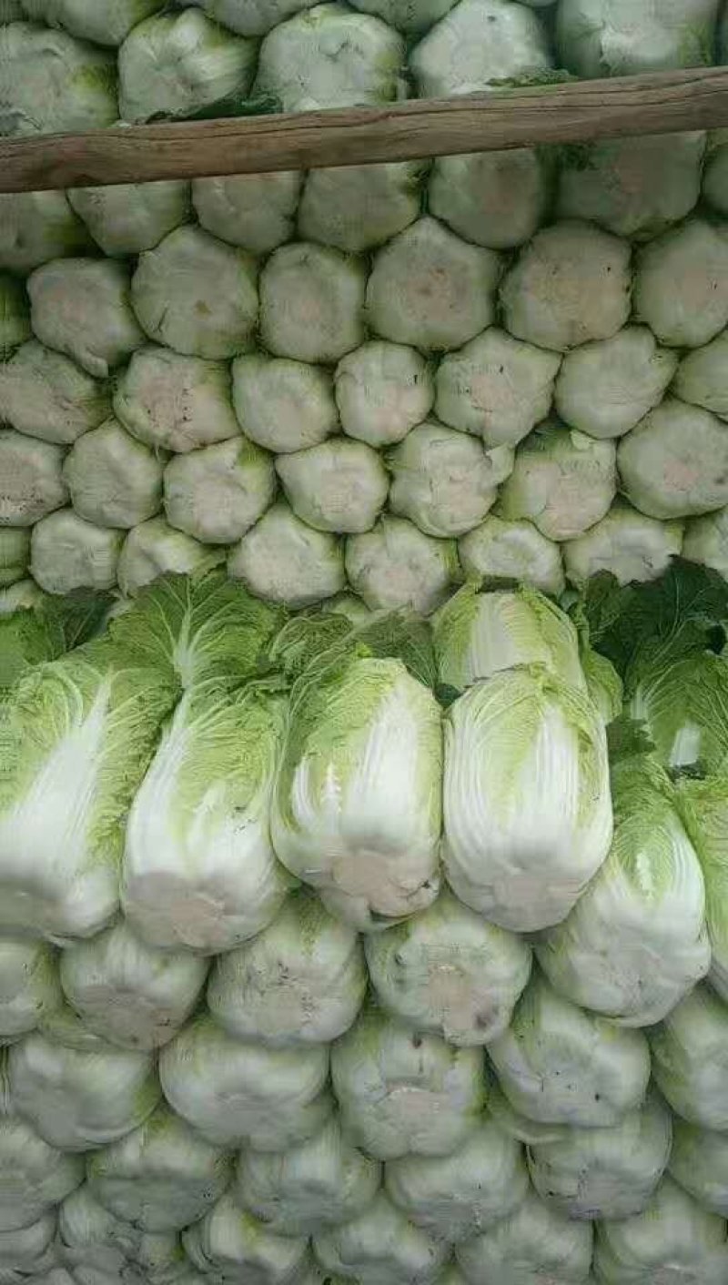阳春黄心白菜
