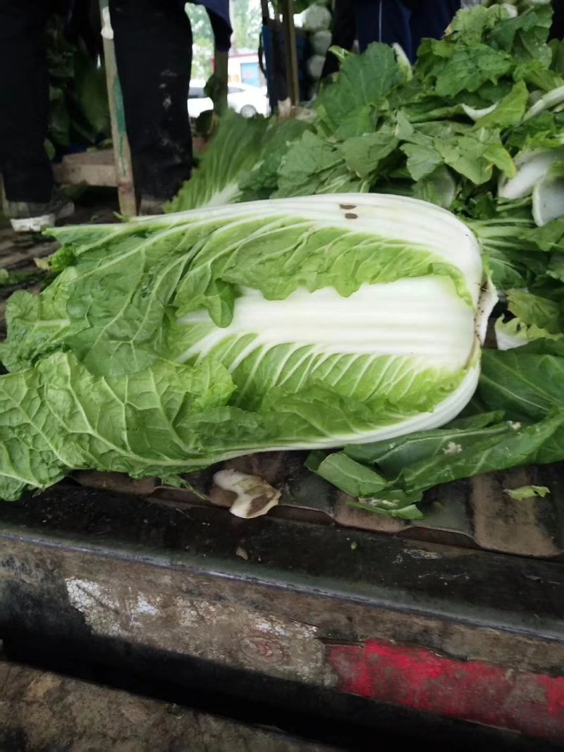 阳春黄心白菜