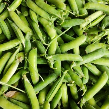 豌豆荚