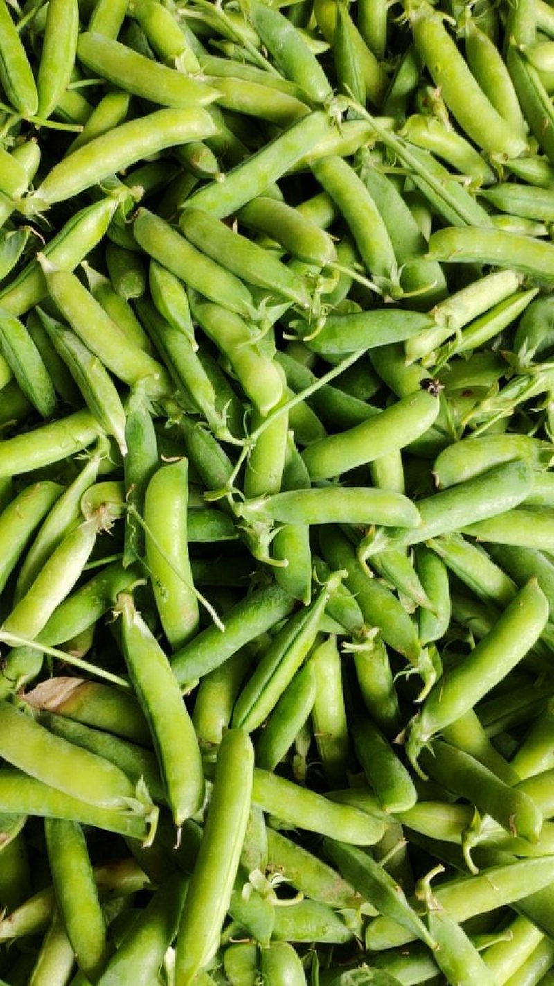 豌豆荚