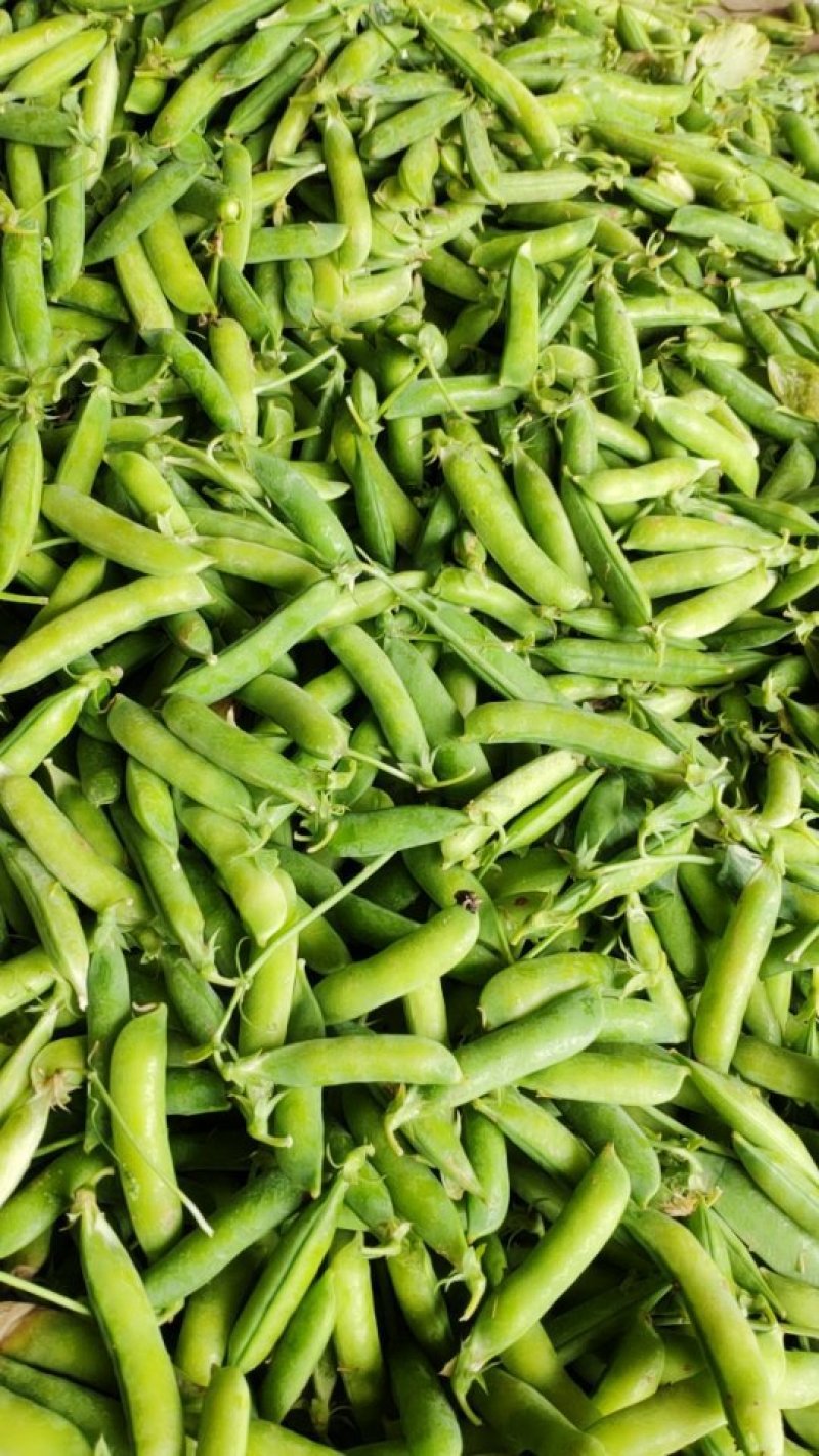 豌豆荚