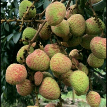 荔枝