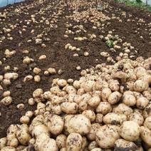 汉中地区精品土豆，个头大，颜色好，皮毛亮，无青头，量大。