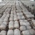 菌棒