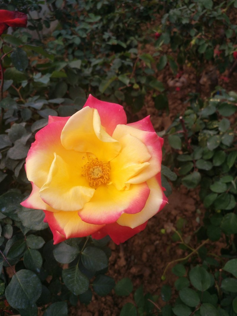 树桩月季盆栽地栽绿植带花苞