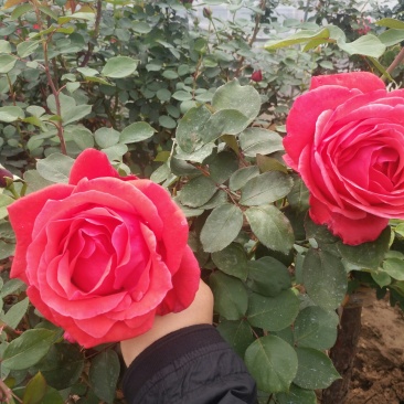 树桩月季盆栽地栽绿植带花苞