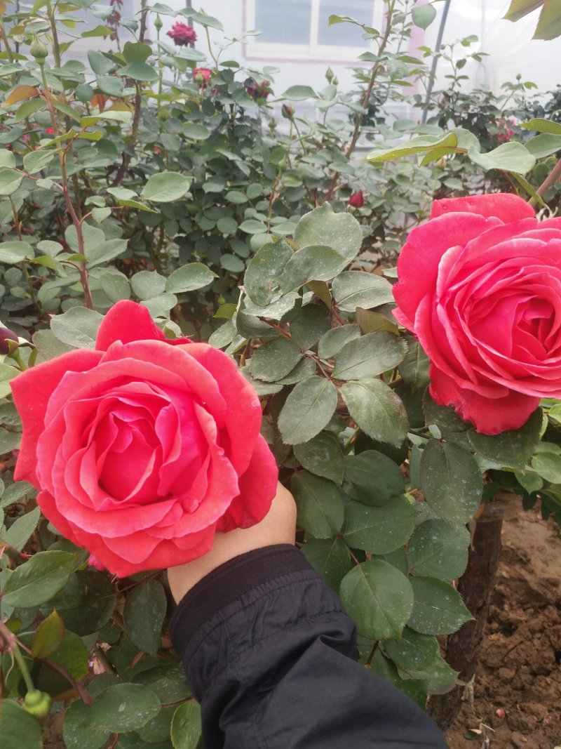 树桩月季盆栽地栽绿植带花苞
