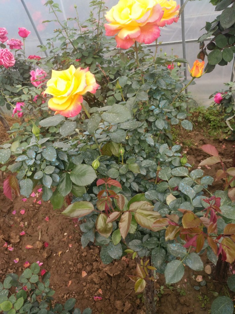 树桩月季盆栽地栽绿植带花苞