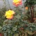树桩月季盆栽地栽绿植带花苞