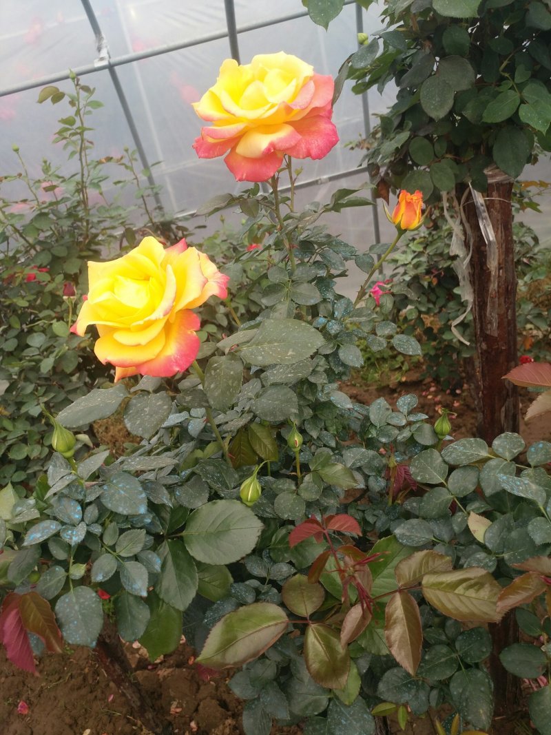 树桩月季盆栽地栽绿植带花苞