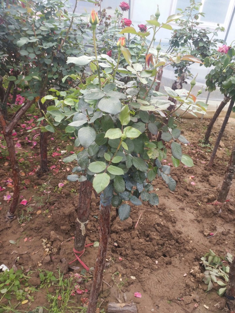 树桩月季盆栽地栽绿植带花苞
