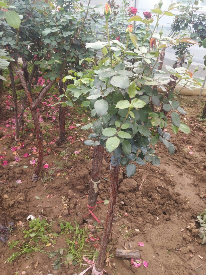 树桩月季盆栽地栽绿植带花苞