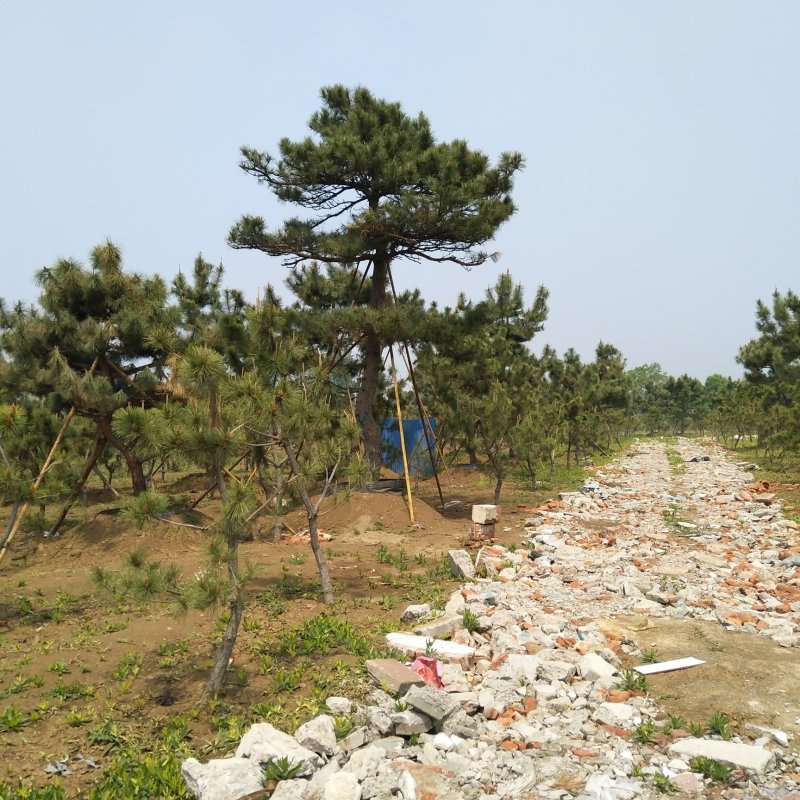 造型松泰山景观松树造型松工程用观景松树