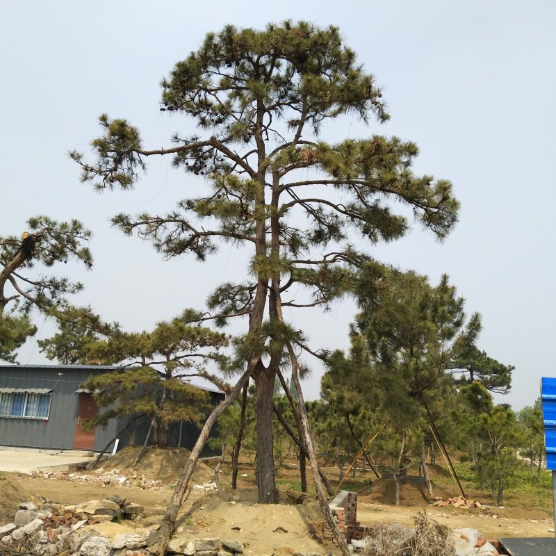 造型松泰山景观松树造型松工程用观景松树