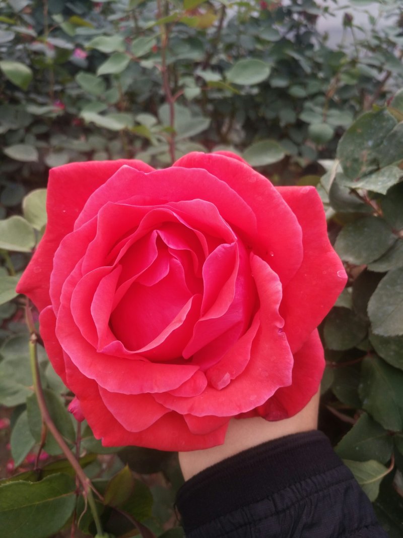 树桩月季盆栽地栽绿植带花苞