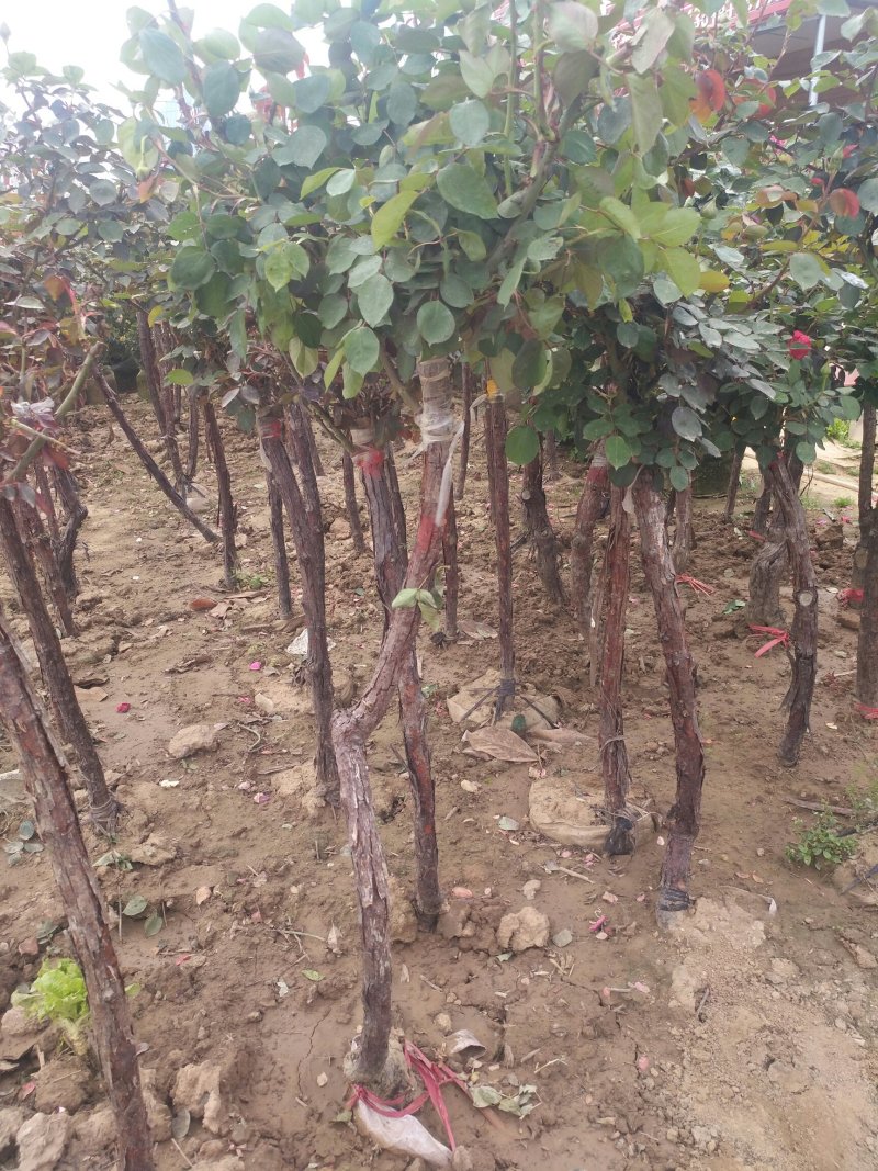树桩月季盆栽地栽绿植带花苞