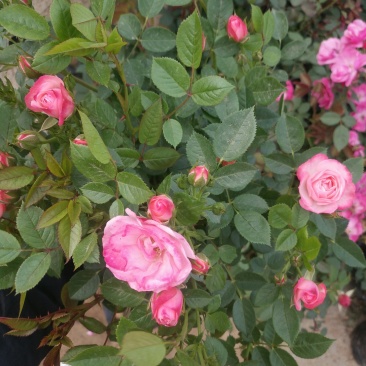 树状月季带花苞盆栽地栽花卉绿植