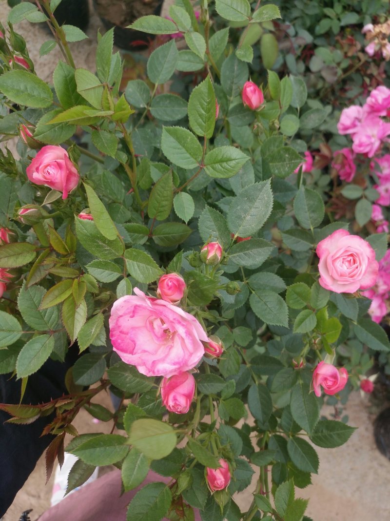 树状月季带花苞盆栽地栽花卉绿植