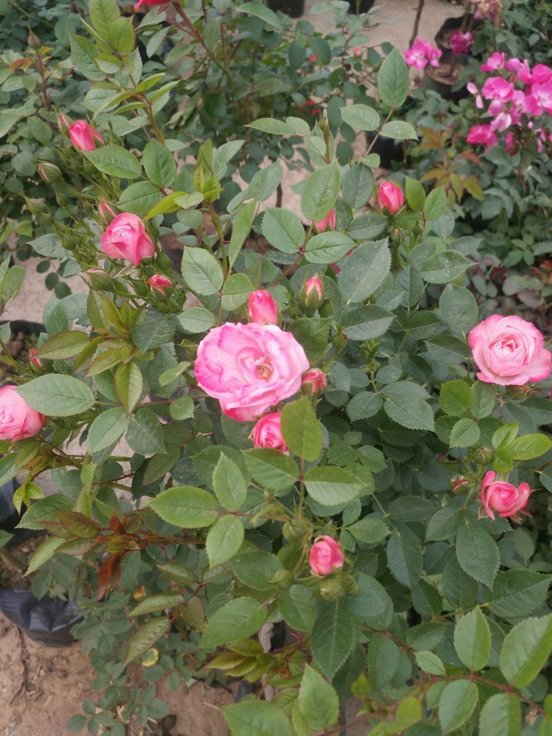 树状月季带花苞盆栽地栽花卉绿植