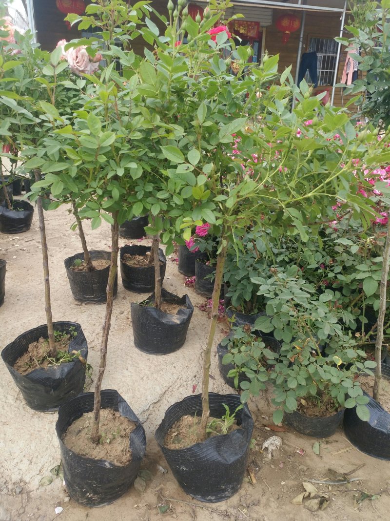 树状月季带花苞盆栽地栽花卉绿植