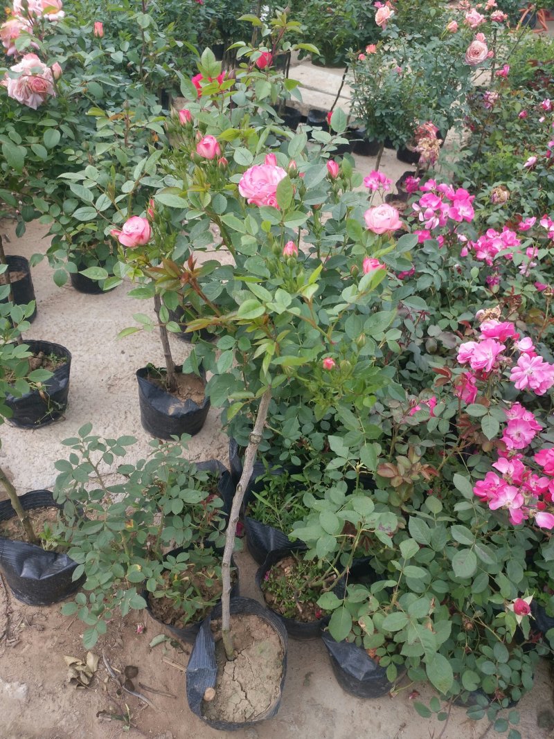 树状月季带花苞盆栽地栽花卉绿植