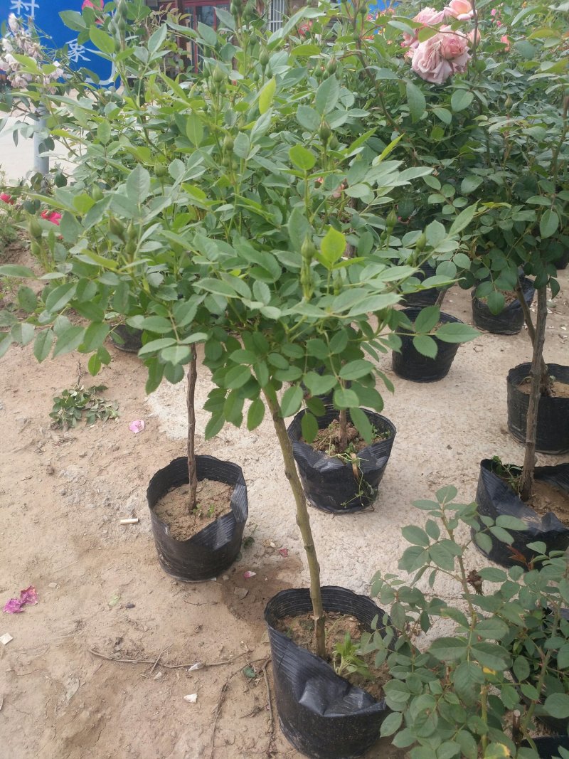 树状月季带花苞盆栽地栽花卉绿植