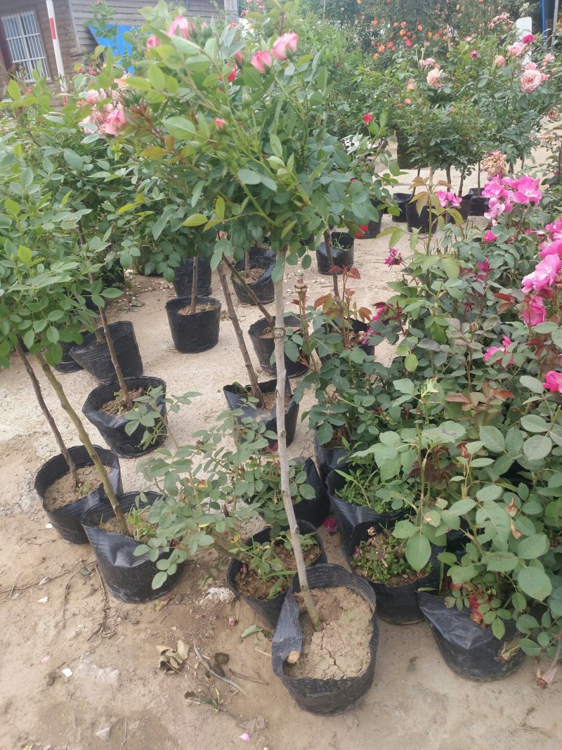 树状月季带花苞盆栽地栽花卉绿植