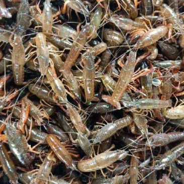 微山湖龙虾苗