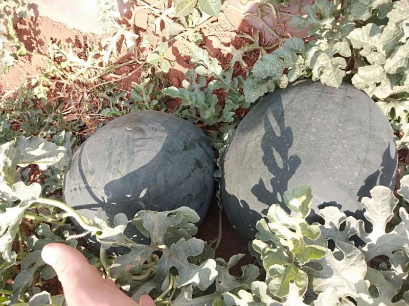 云南高原精品黑巨人西瓜个头大量大产地直供