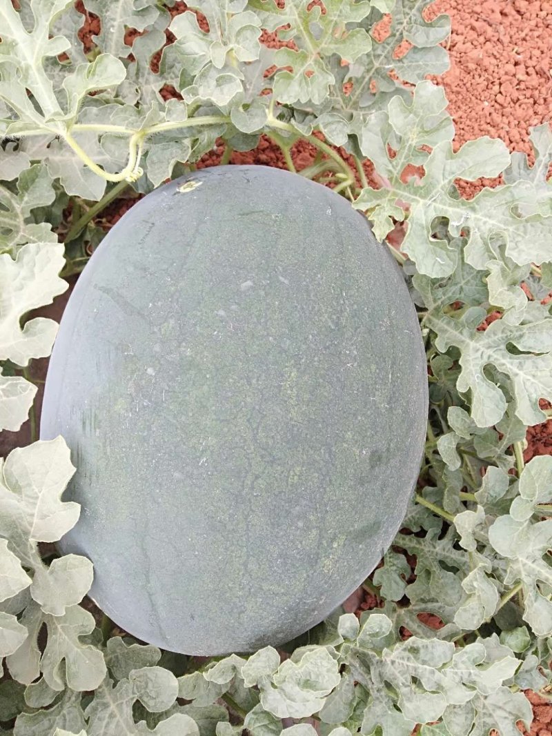 云南高原精品黑巨人西瓜个头大量大产地直供