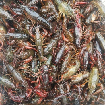 微山湖小龙虾