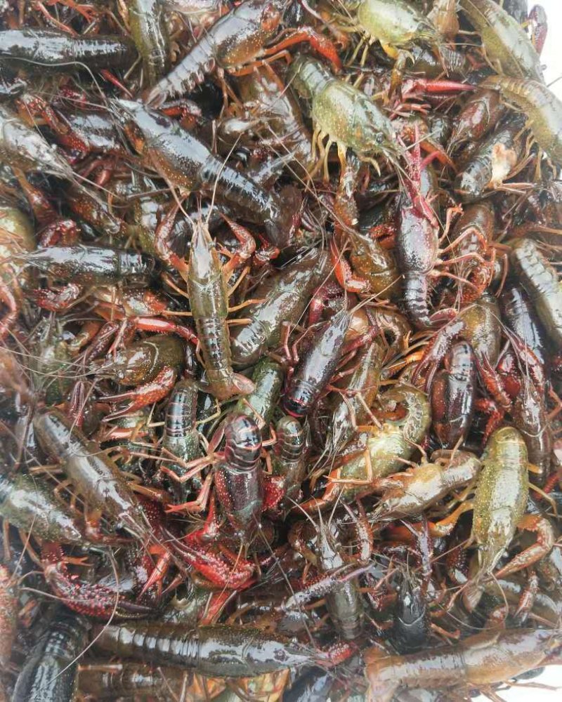 微山湖小龙虾