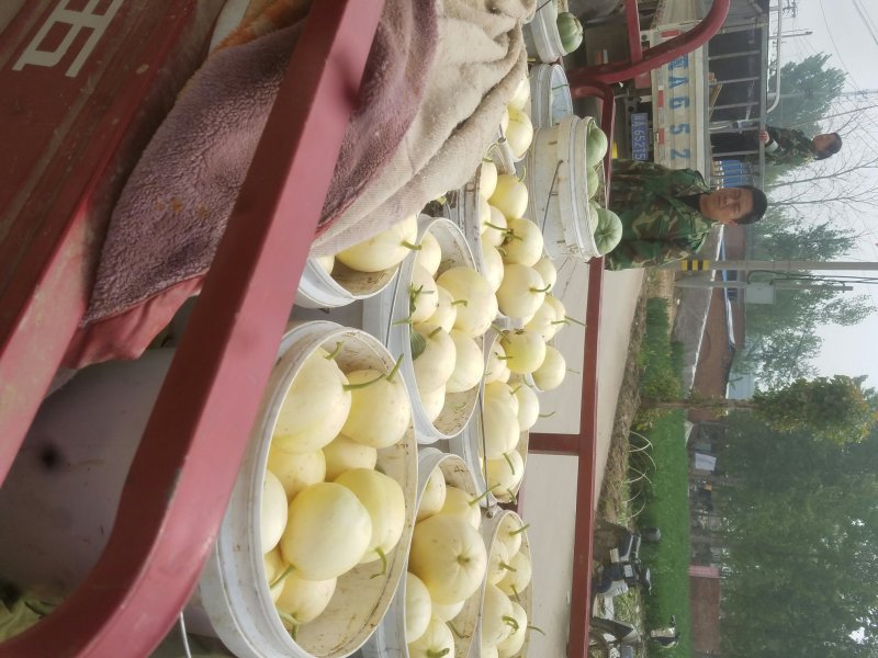 新乐市甜瓜4月份大量上市欢迎新老客户前来选购随到随装车