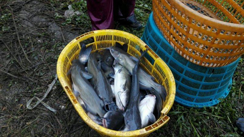成鱼叉尾鱼，鲶鱼
