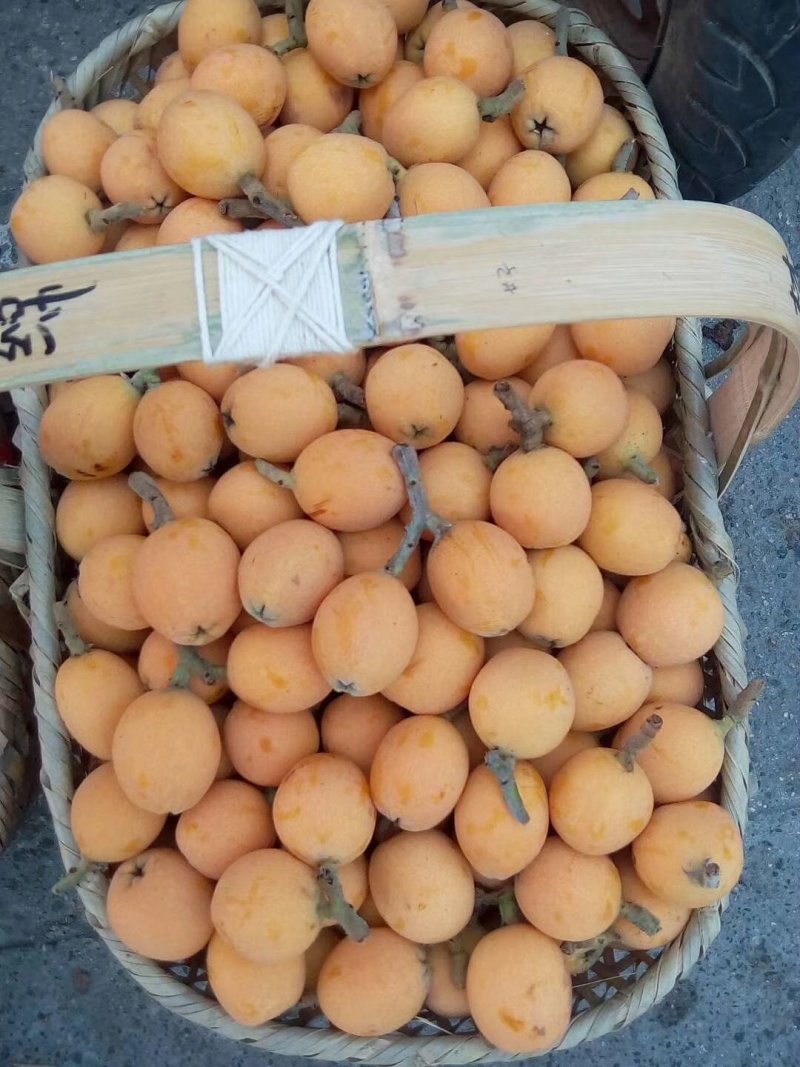 三潭枇杷，产自于美丽的新安江畔