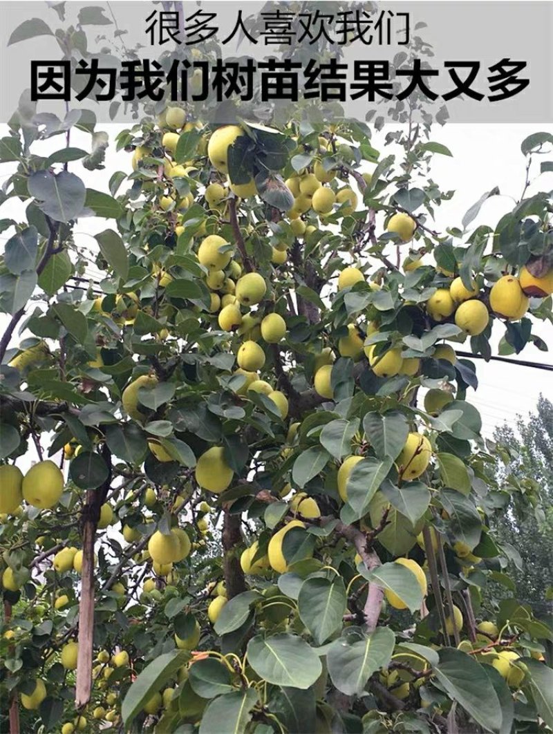 黄金梨树苗，甜度高1，水分足，供应多个品种，免费后期指导