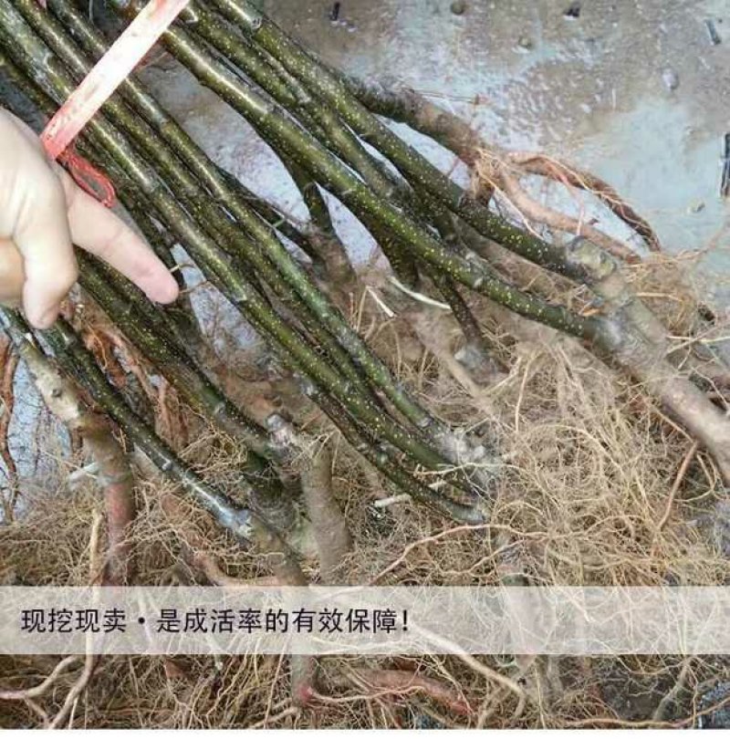 黄金梨树苗，甜度高1，水分足，供应多个品种，免费后期指导