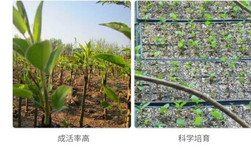 黄金梨树苗，甜度高1，水分足，供应多个品种，免费后期指导