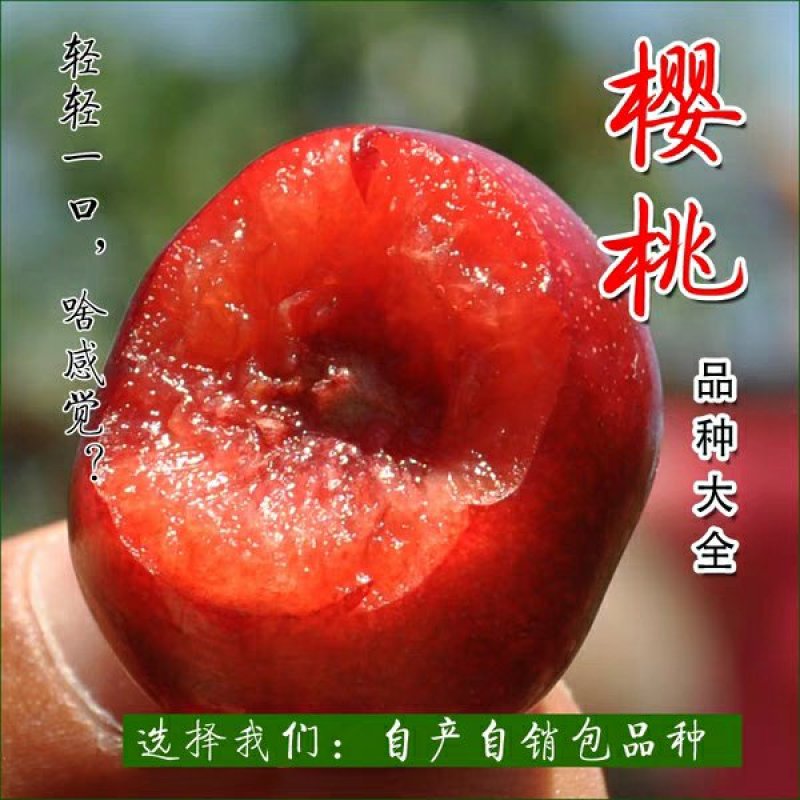 乌克兰樱桃苗，抗寒品种，多个品种包免费指导