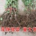 乌克兰樱桃苗,抗寒品种,多个品种包免费指导