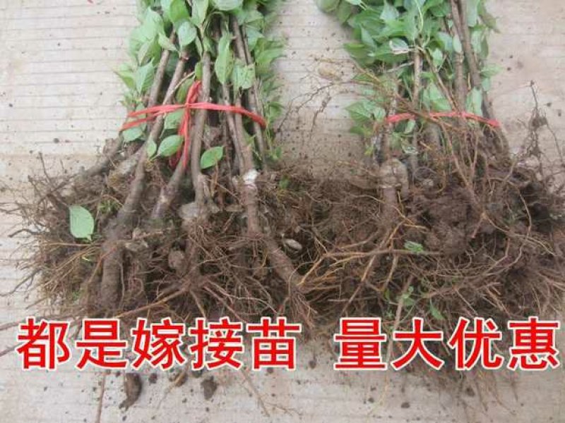 乌克兰樱桃苗，抗寒品种，多个品种包免费指导