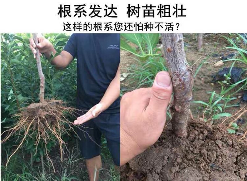 乌克兰樱桃苗，抗寒品种，多个品种包免费指导