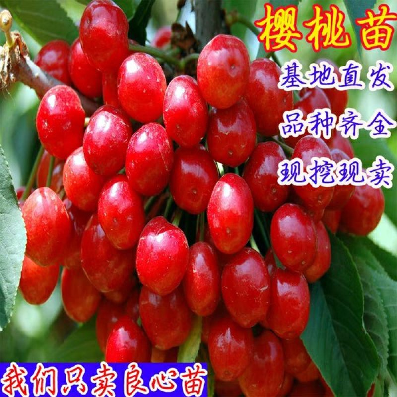 乌克兰樱桃苗，抗寒品种，多个品种包免费指导
