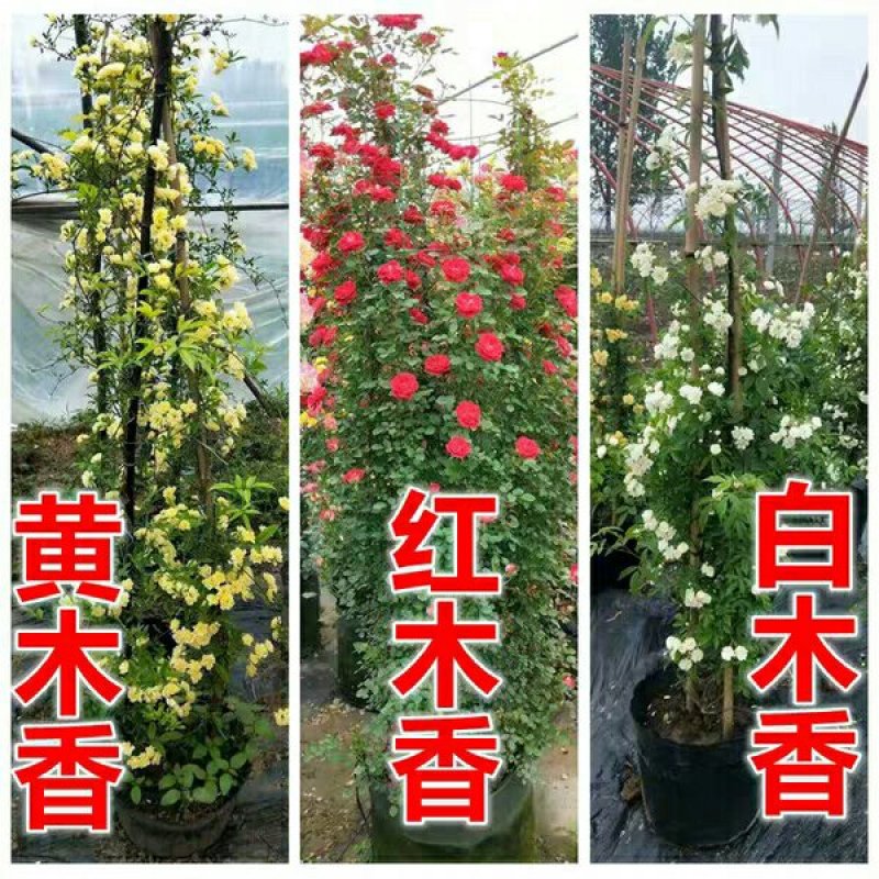 甜蜜红木香花苗爬藤植物白黄木香花四季开花浓香红色花卉特大