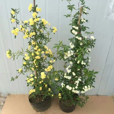 木香花藤本木香花颜色有黄色红色白色基地直销包邮