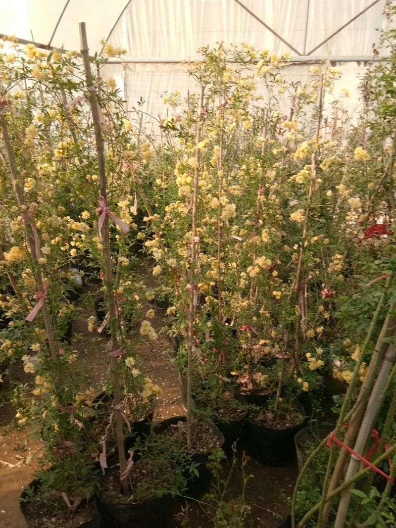 木香花藤本木香花颜色有黄色红色白色基地直销包邮