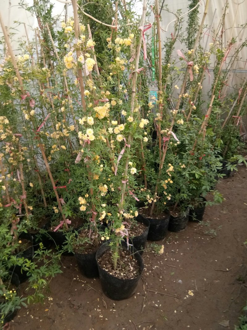 甜蜜红木香花苗爬藤植物白黄木香花四季开花浓香红色花卉特大